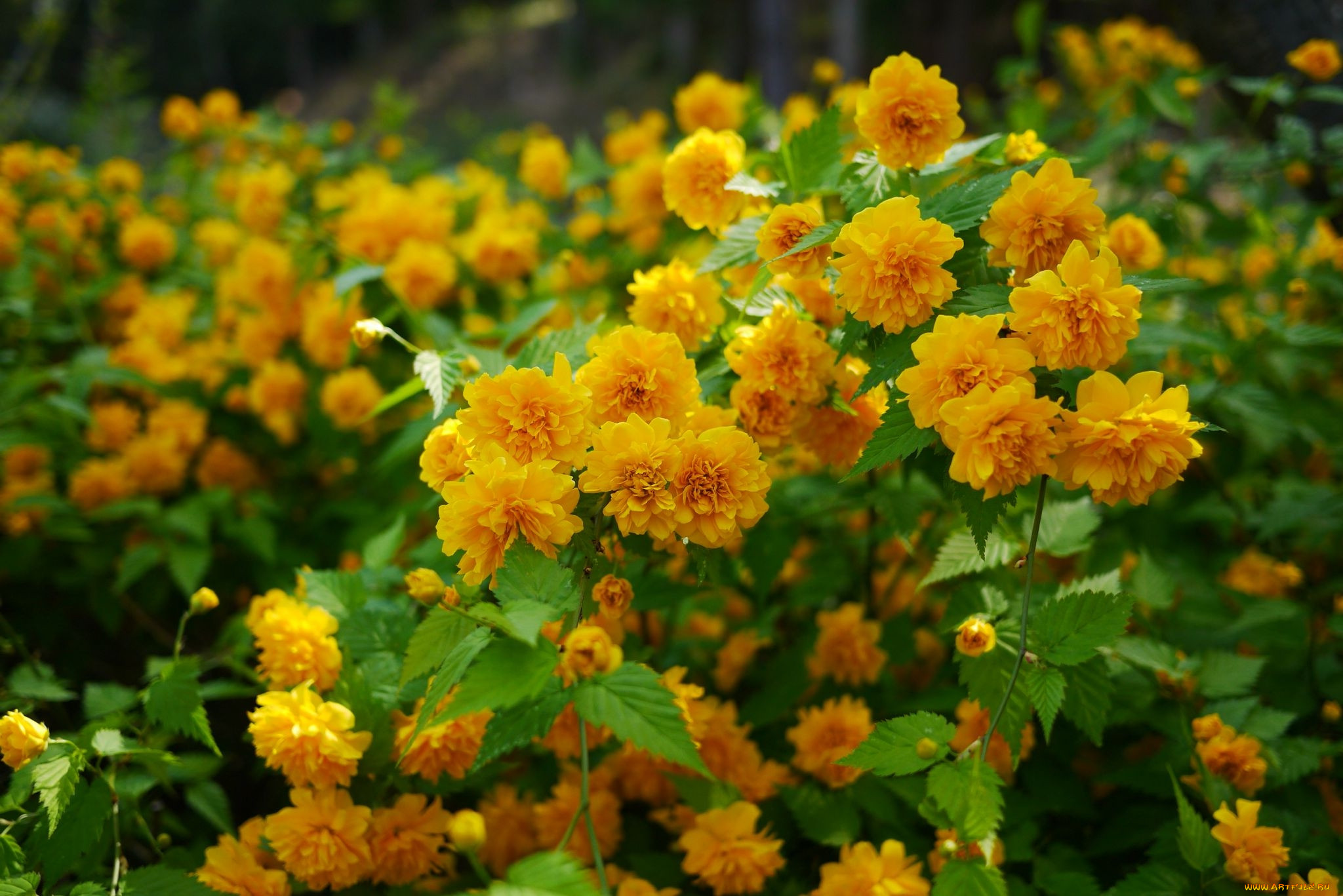 Цветущие желтые кустарники многолетники фото с названиями
